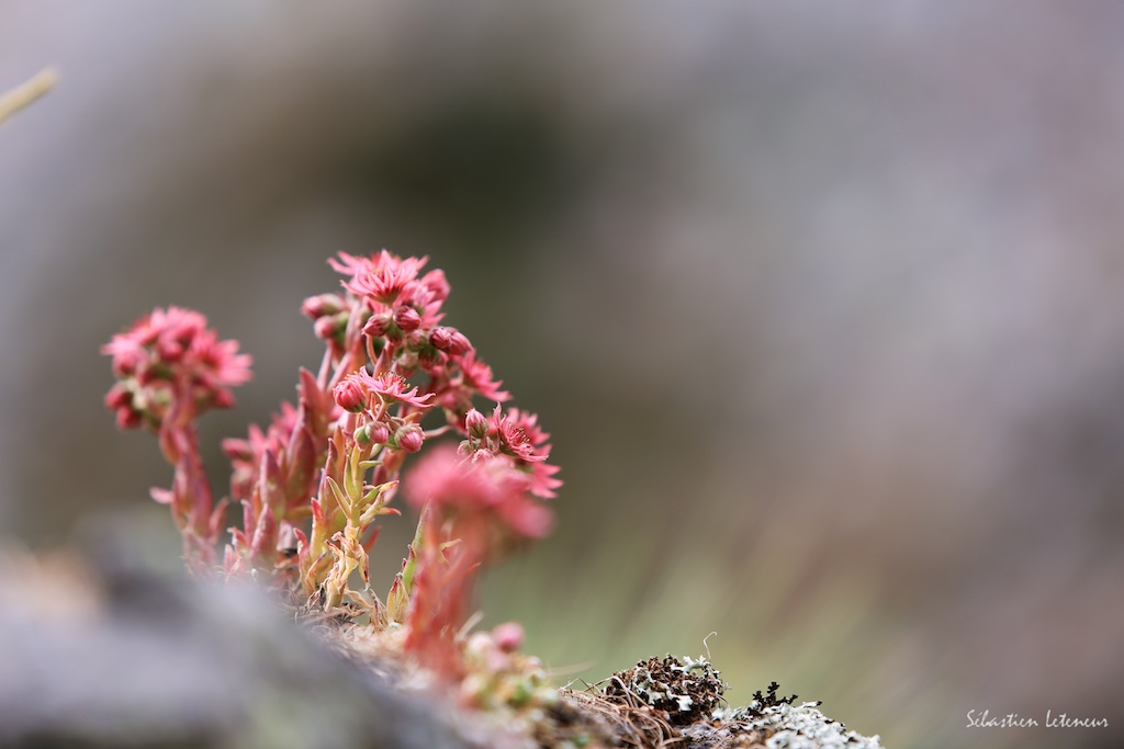 Joubarbe des montagnes (Sempervivum montanum)